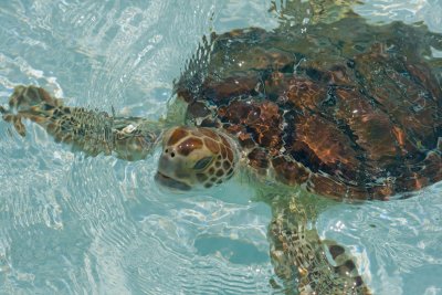 Tortue de mer