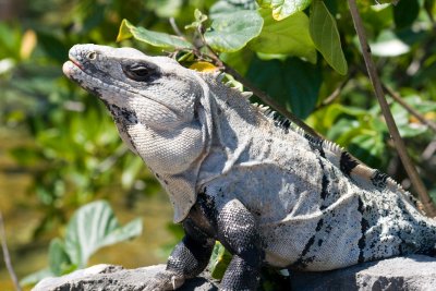 Iguane