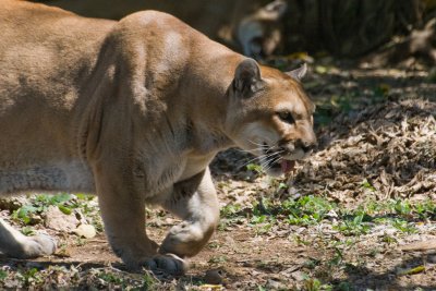 Puma