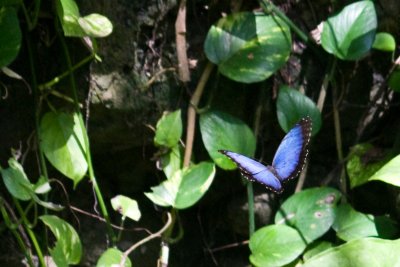 Papillon