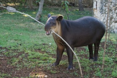 Poloc, le tapir