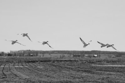 g1/52/826452/3/111370489.cyj4m47f.jpg