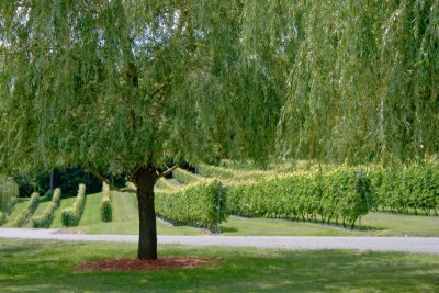 Les vignes du Chteau Fontaine