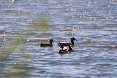 Centre dInterprtation de la Nature du Lac Boivin