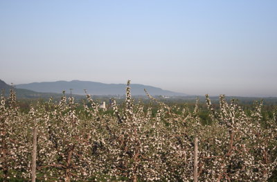 Pommiers en fleurs