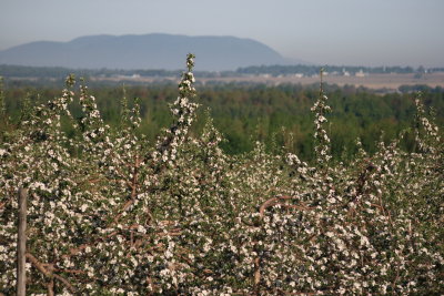 Pommiers en fleurs