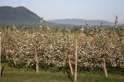 Pommiers en fleurs