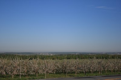 Pommiers en fleurs