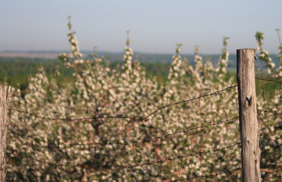 Pommiers en fleurs