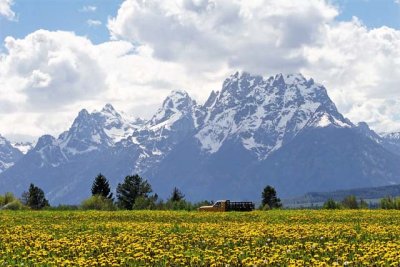 Field of yellow wildflowers, below the Tetons