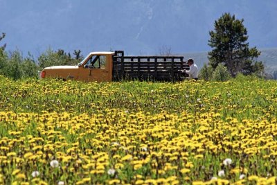 Farmer's van in a field of wildflowers