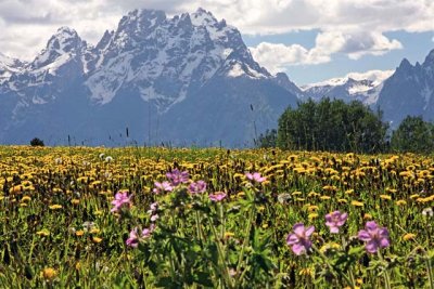 Field of yellow wildflowers, below the Tetons