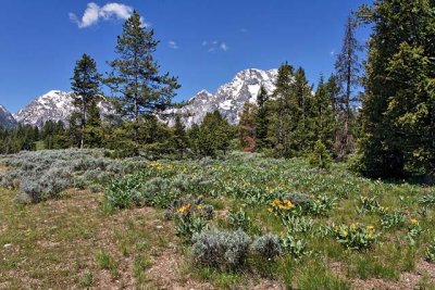 Mount Moran peeking above the trees