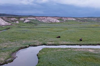 Bison in the Hayden Valley