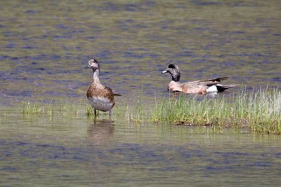 Gadwall, in the Madison River