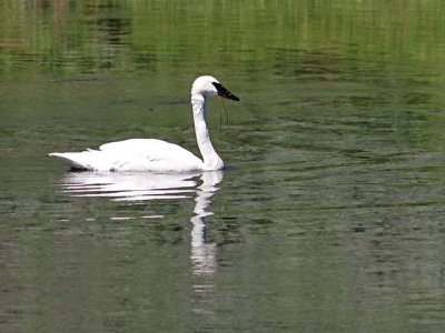 Trumpeter Swan, in the Madison River