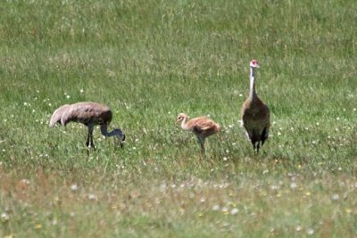 A family of Sandhill Cranes