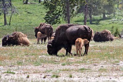 Bison, near Old Faithful