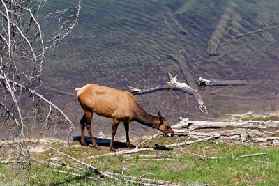 An elk on the shore of Duck Lake