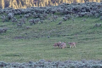 Coyote's playing, in the Hayden Valley
