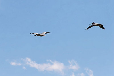 American White Pelicans in flight