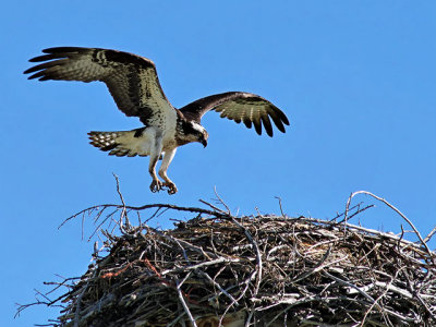 Osprey landing sequence - 2