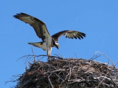 Osprey landing sequence - 3