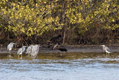 Tricolored Herons, Turkey Vulture and Glossy Ibis