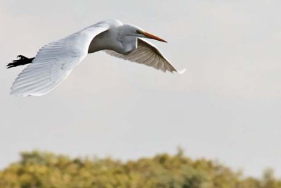 Great Egret