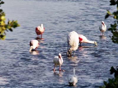 Roseate Spoonbills, White Ibises and a Wood Stork