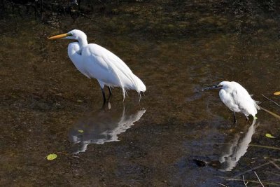 Great and Snowy Egrets