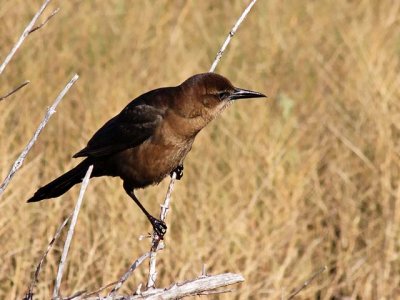 Young female Boat-tailed Grackle