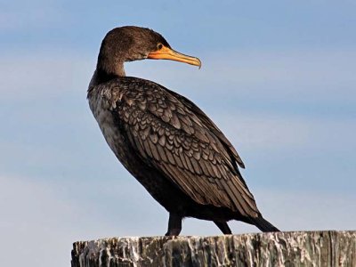 Double-Crested Cormorant