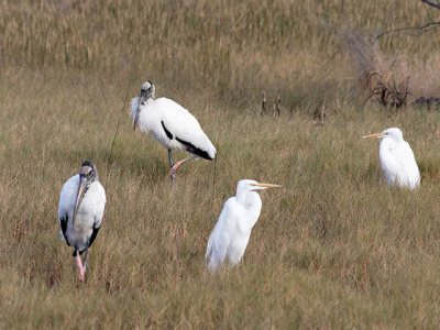 Wood Storks and Great Egrets