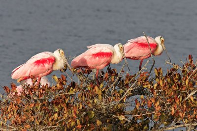 A trio of Roseate Spoonbills