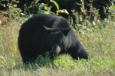 Canadian Wildlife