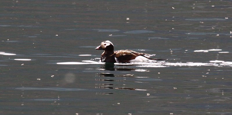 Long-tailed Duck Crop.jpg