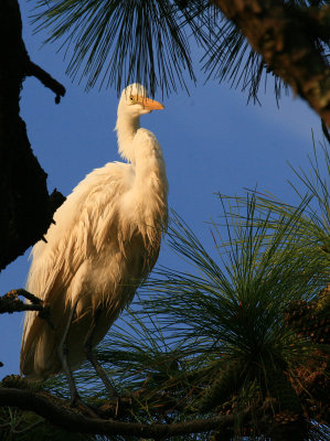 Great Egret in Pine.jpg