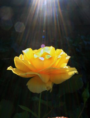 Yellow Rose.jpg