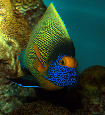 Yellowface Angelfish.jpg