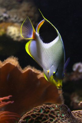 Tang sp 1.jpg