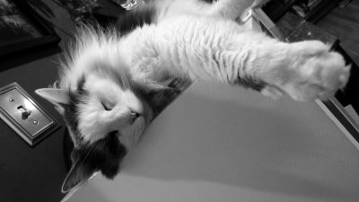 Cat Nap.jpg