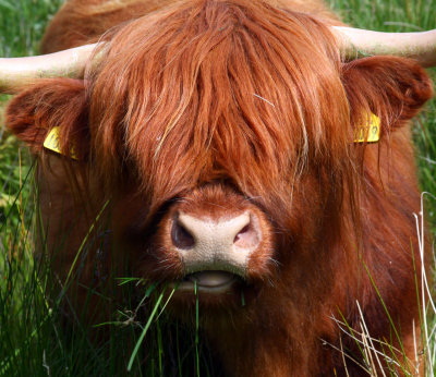 Highland Cow 1.jpg