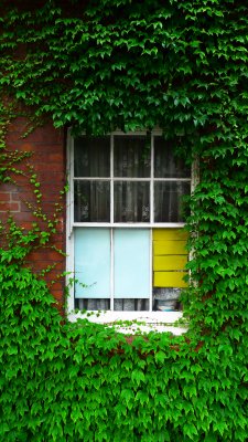 Window with English Ivy.jpg