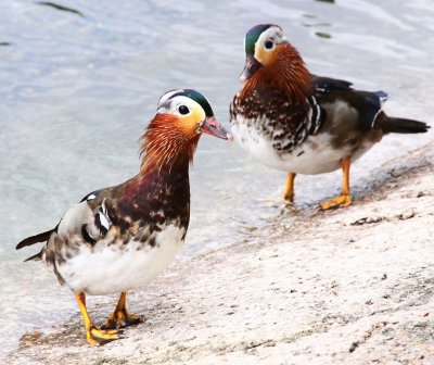 Mandarin Ducks in London.jpg