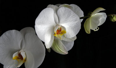 Orchid Curve.jpg