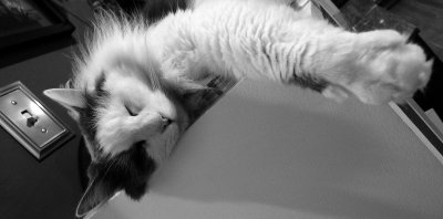 Cat Nap Banner.jpg