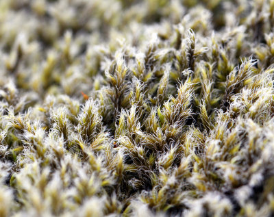 Lava Moss 2.jpg