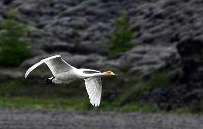 Whooper Swan 1.jpg