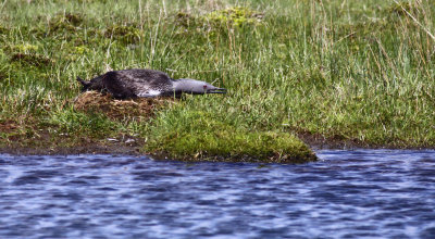 Red-throated Loon.jpg